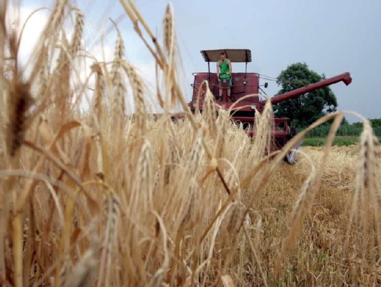 Węgry/ Spodziewane niższe plony jęczmienia, pszenicy i rzepaku